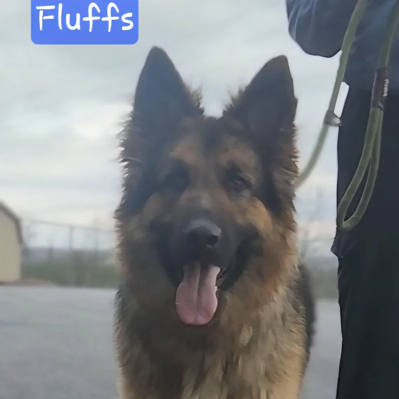 An adult medium-sized male German Shepherd Dog dog named Fluffs for adoption in Ashland, OH