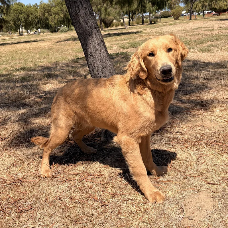 A young large-sized male Red / Chestnut / Orange Golden Retriever dog named Pumkinn for adoption in Torrance, CA