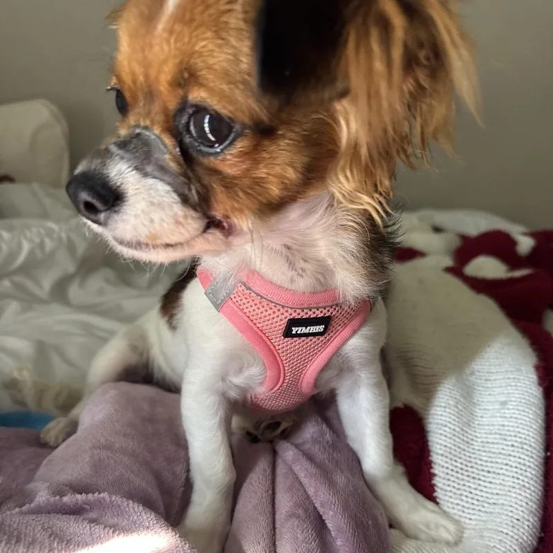 A young small-sized female Apricot / Beige Cavalier King Charles Spaniel dog named Lotus C for adoption in Oklahoma City, OK