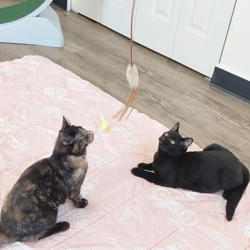 Artemis & Sable Ch thumbnail 5