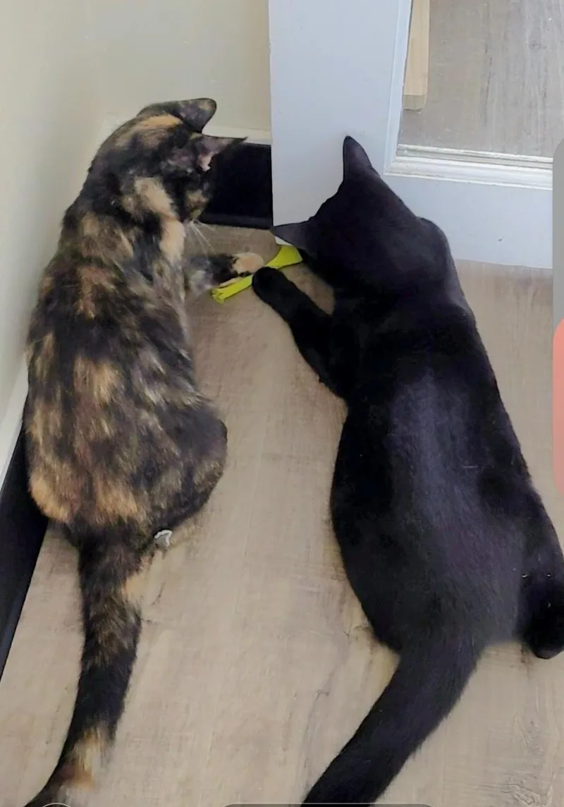 Artemis & Sable Ch thumbnail 6