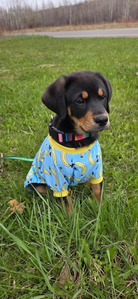 A baby small-sized female Rottweiler dog named Inez for adoption in Virginia, MN