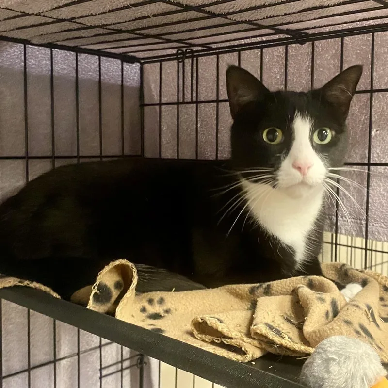 An adult large-sized male Black Domestic Short Hair cat named Charlie for adoption in Tempe, AZ