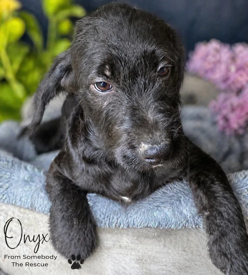 Onyx