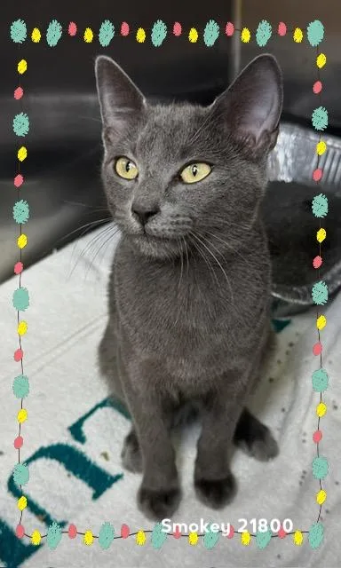 A baby medium-sized female Gray / Blue / Silver Domestic Short Hair cat named Smokey for adoption in Marietta, GA