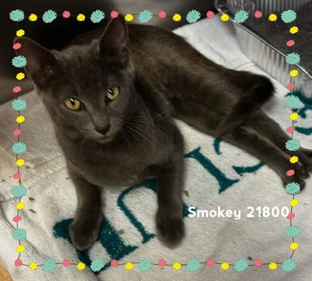 Smokey thumbnail 5