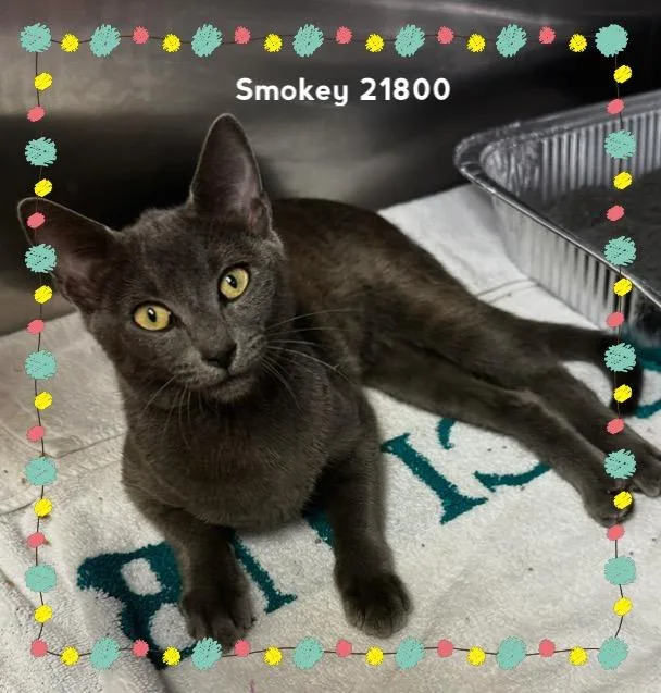 Smokey thumbnail 6