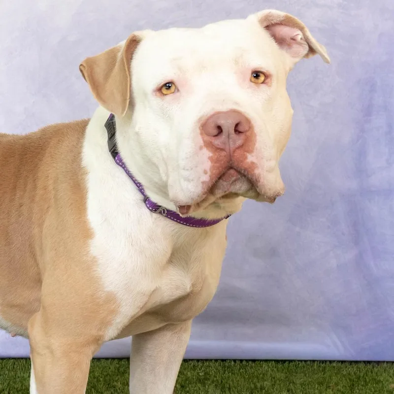 An adult large-sized male White / Cream Pit Bull Terrier dog named Colander for adoption in Troy, VA