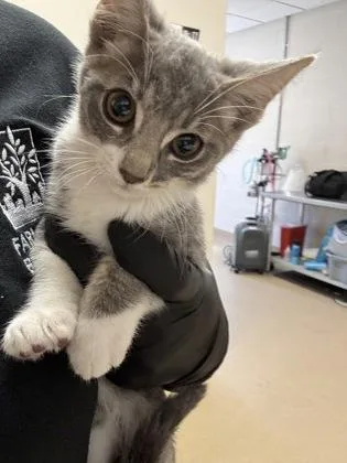 A baby small-sized female Domestic Short Hair cat named Chloe for adoption in Farmers Branch, TX