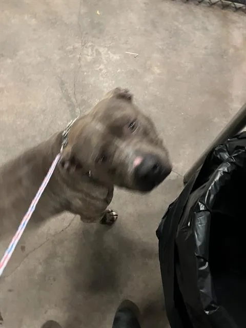 A young large-sized male Pit Bull Terrier dog named Unknown Bite Dog for adoption in Dallas, TX