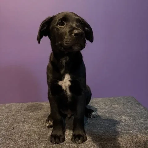 Pepper thumbnail 2