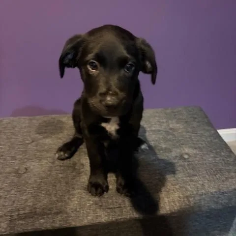 Pepper thumbnail 4