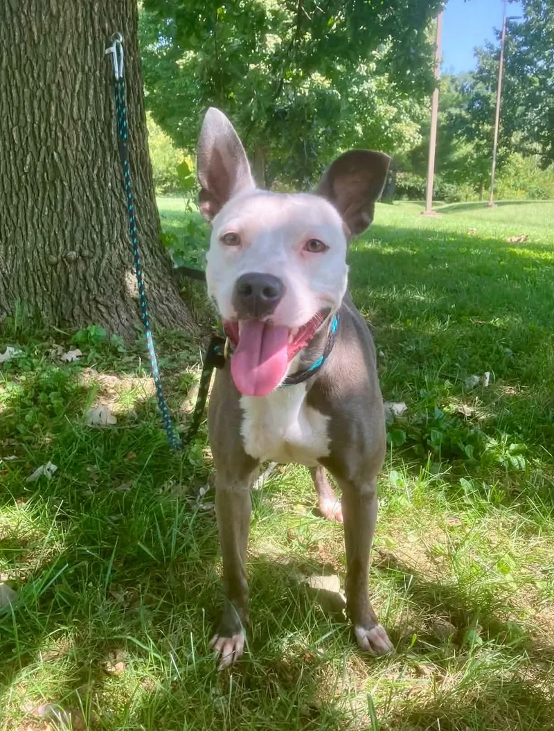 An adult medium-sized female Pit Bull Terrier dog named Stella for adoption in Springfield, IL