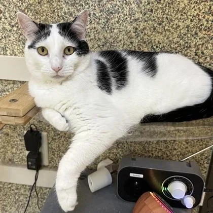 An adult medium-sized female Domestic Short Hair cat named Avery for adoption in Merriam, KS