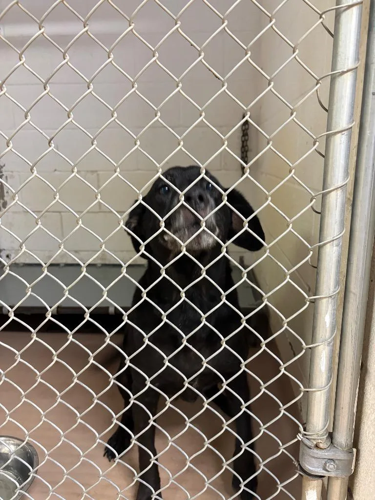 A senior medium-sized male Labrador Retriever dog named Rambo for adoption in Nacogdoches, TX