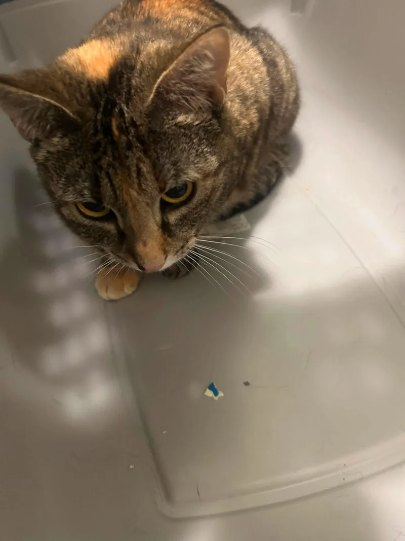 An adult medium-sized female Tabby cat named Princess   Offered for adoption in Hillsboro, OR