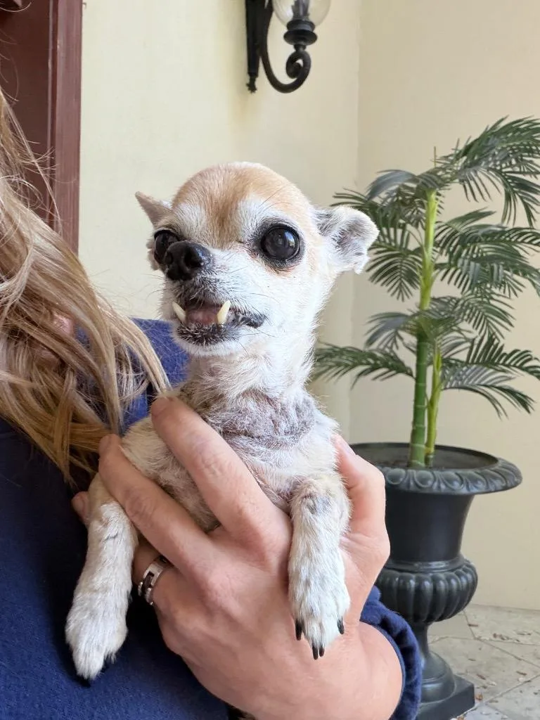 A senior small-sized male Chihuahua dog named Whiskey for adoption in Bryan, TX