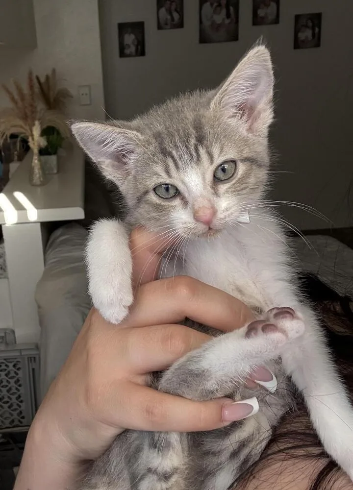 A baby small-sized female Gray & White Domestic Short Hair cat named Ivory for adoption in Lancaster, CA