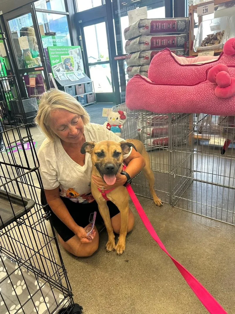 An adult medium-sized female Black Mouth Cur dog named Rose for adoption in Terre Haute, IN