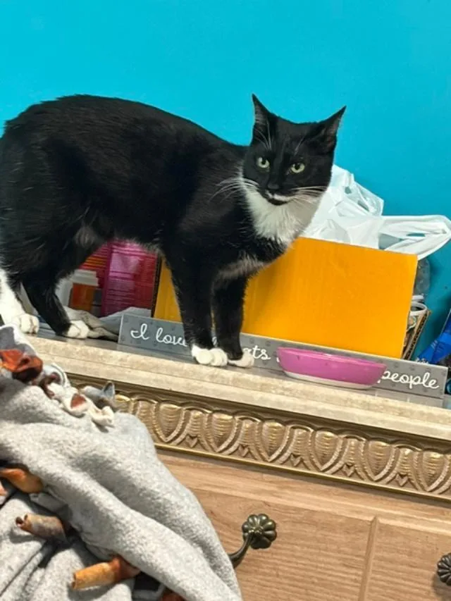 A young medium-sized male Black & White / Tuxedo Domestic Short Hair cat named Francis for adoption in Johnsburg, IL