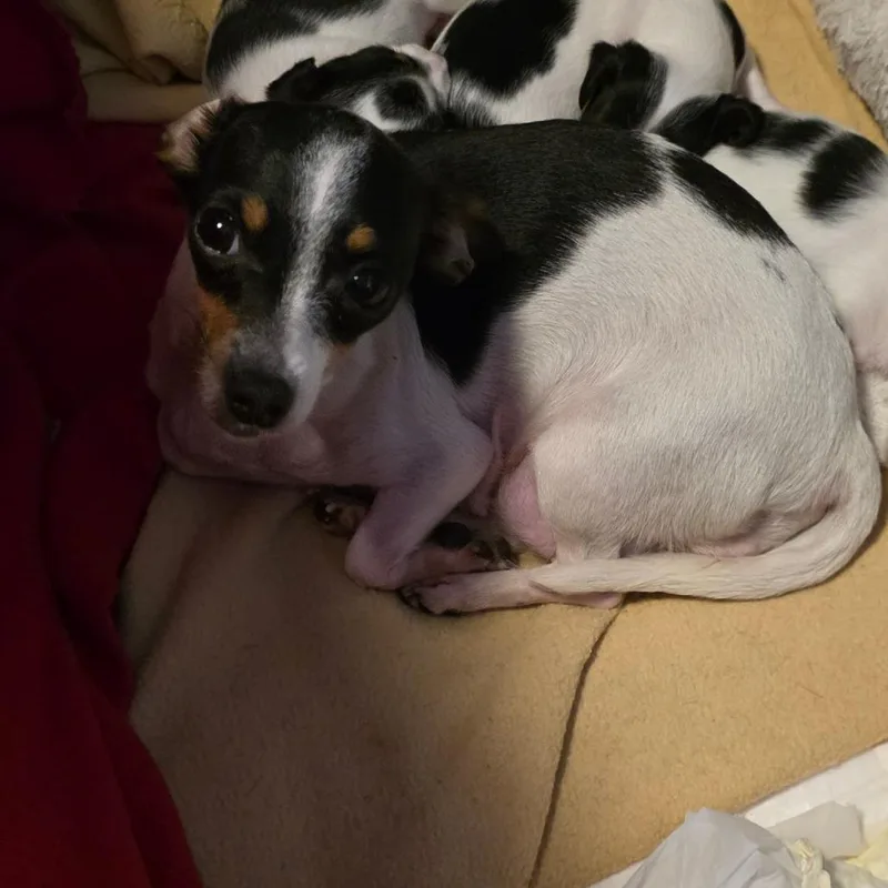 A young small-sized female White / Cream Chihuahua dog named Ms. Seven for adoption in Goltry, OK
