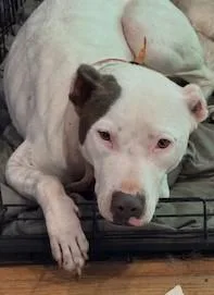 Freya  Beautiful Girl thumbnail 4