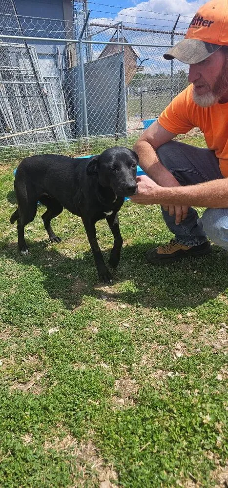 An adult large-sized female Black Labrador Retriever dog named Cranston  Suki for adoption in Broomfield, CO