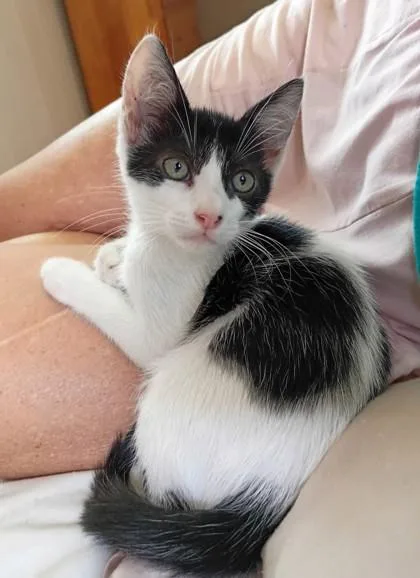 A baby small-sized male Domestic Long Hair cat named Mickey for adoption in Honolulu, HI