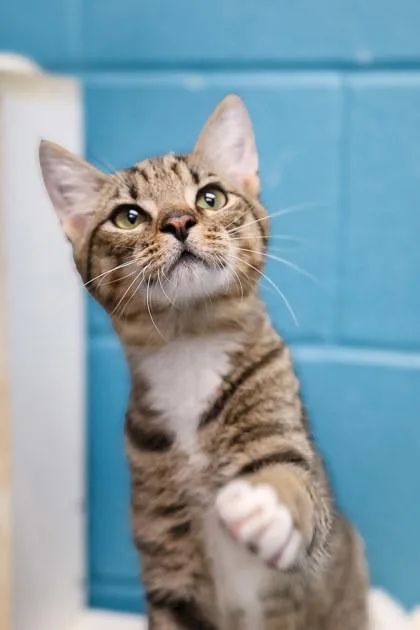 A baby small-sized male Domestic Short Hair cat named Bandit for adoption in Dothan, AL
