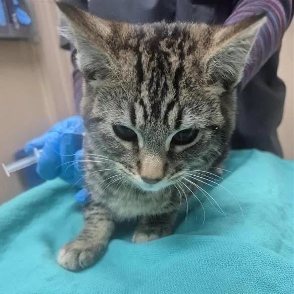 A baby small-sized male Brown / Chocolate Domestic Short Hair cat named Oolong Tea for adoption in Tacoma, WA