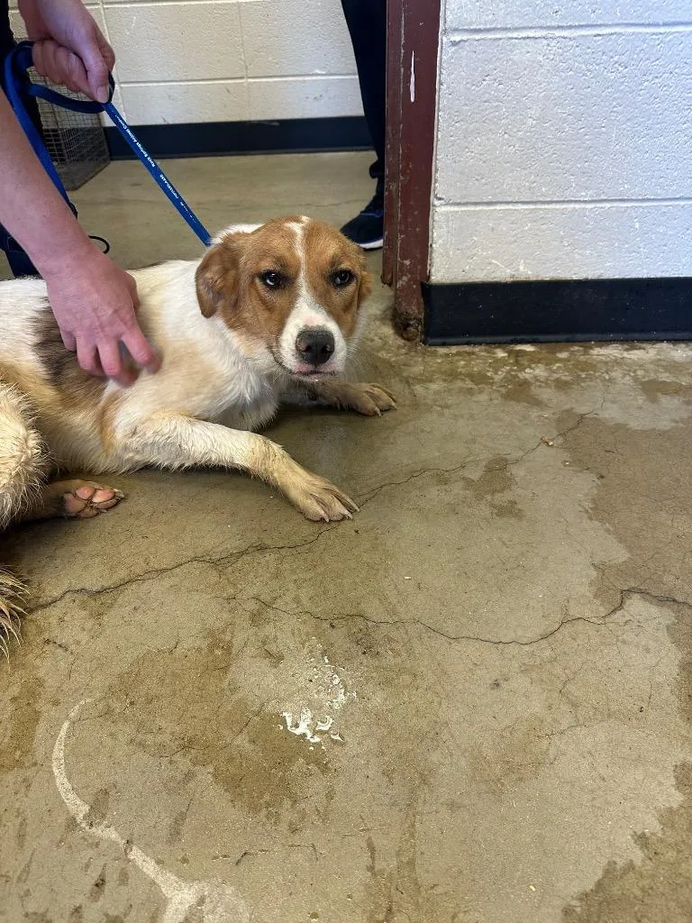 A young medium-sized female Border Collie dog named Firefly for adoption in Rock Springs, WY
