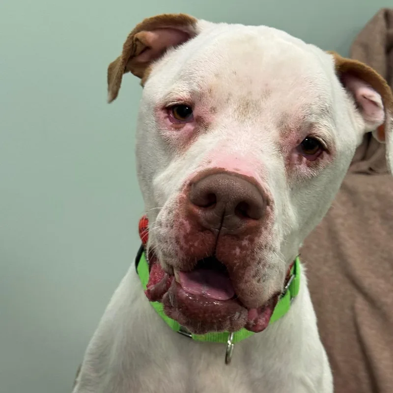 An adult large-sized male White / Cream Mixed Breed dog named Zeus for adoption in Washington Township, OH