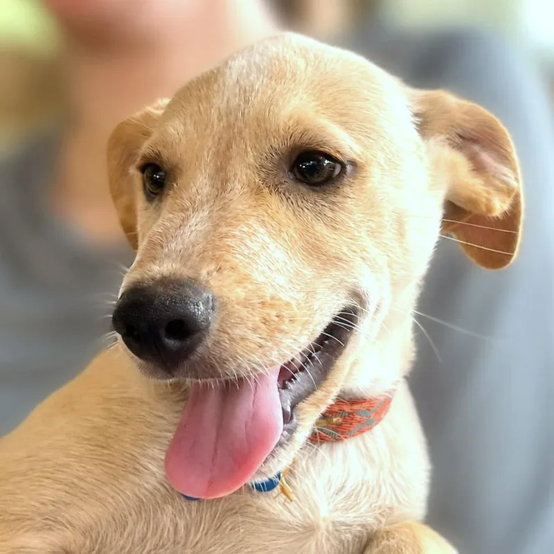 A baby small-sized male Yellow / Tan / Blond / Fawn Labrador Retriever dog named Anchor for adoption in Boerne, TX