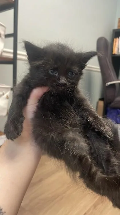 A baby small-sized female Domestic Short Hair cat named Butterfly for adoption in Lawrenceville, GA