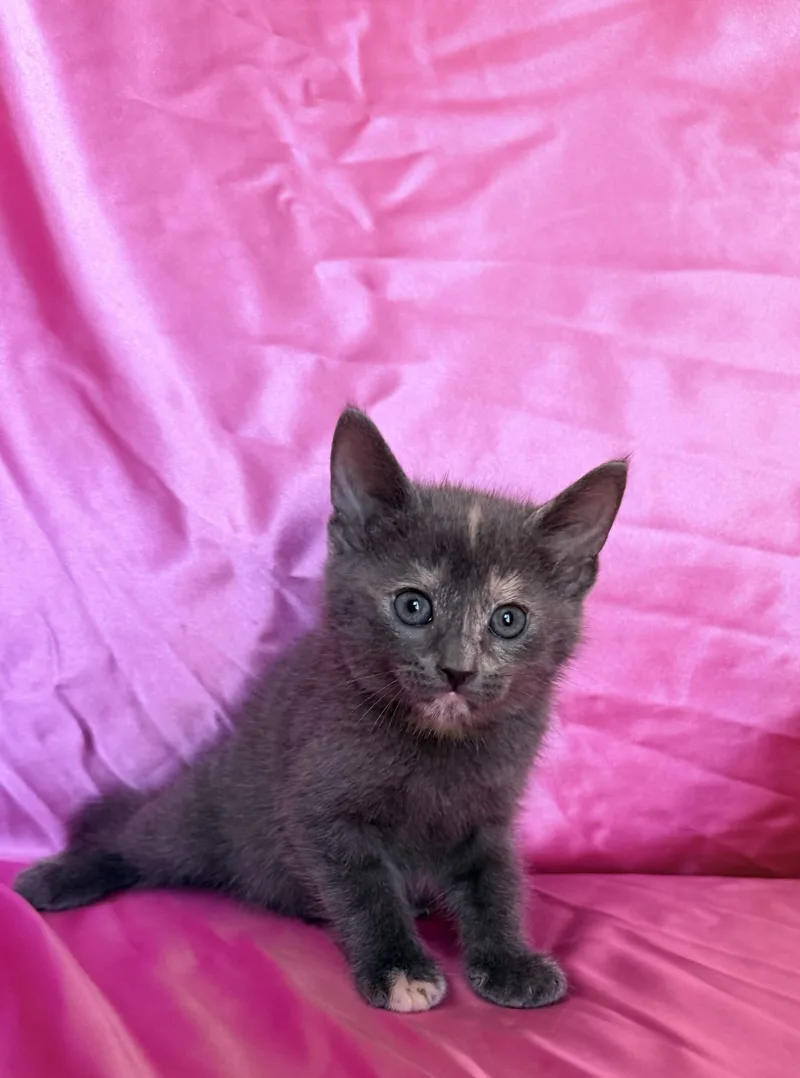 A baby medium-sized female Domestic Short Hair cat named Mira for adoption in Rowland Heights, CA