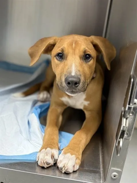 A baby small-sized female Labrador Retriever dog named Bell for adoption in Conroe, TX