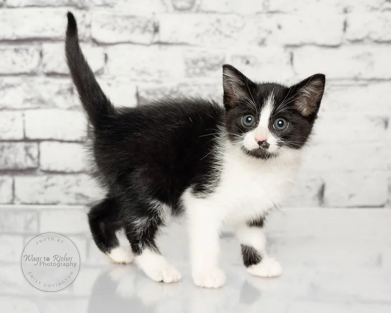 A baby medium-sized female Black & White / Tuxedo Domestic Short Hair cat named Licorice for adoption in Tuscaloosa, AL