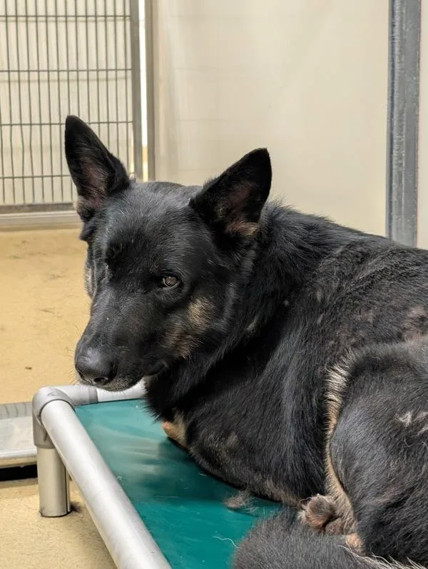 An adult large-sized male German Shepherd Dog dog named Rion for adoption in Escondido, CA