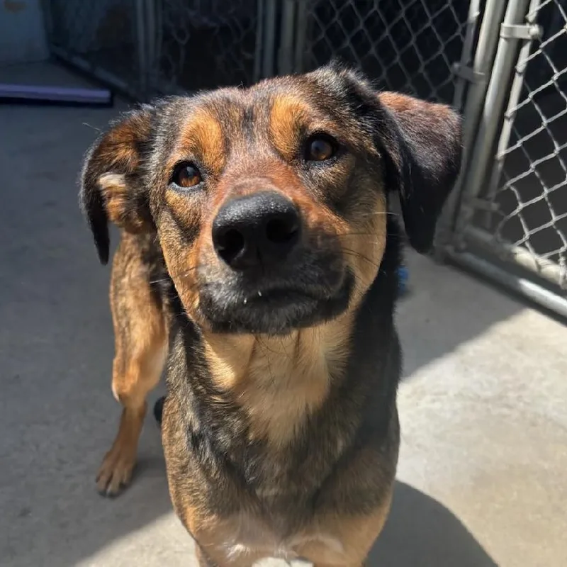 An adult medium-sized female Brown / Chocolate Cattle Dog dog named Alani for adoption in The Dalles, OR