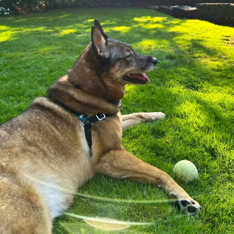 Kaia Bear thumbnail 6