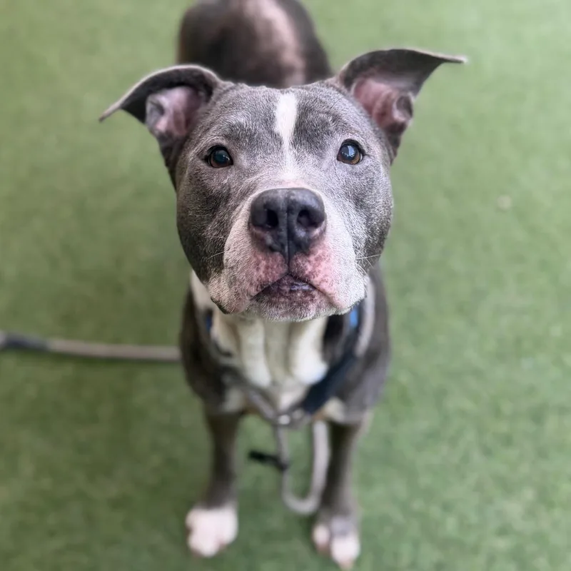 A senior medium-sized female Gray / Blue / Silver Mixed Breed dog named Blue for adoption in Asheville, NC