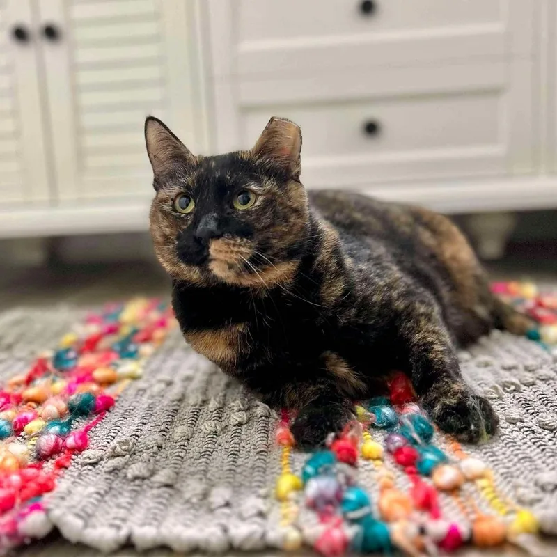 A young large-sized female Domestic Short Hair cat named Mookie for adoption in Raleigh, NC