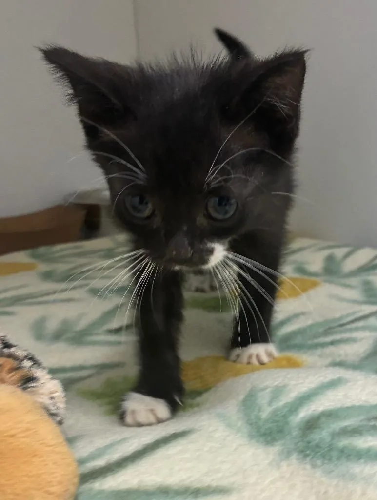 A baby medium-sized male Domestic Short Hair cat named Drake for adoption in Hartsville, SC