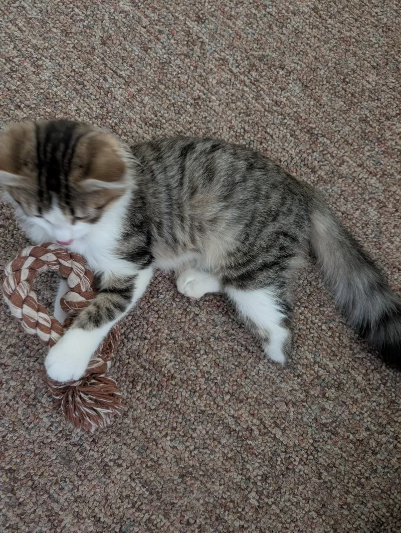 A baby medium-sized female Tabby (Brown / Chocolate) Domestic Medium Hair cat named Little Foot for adoption in Fruit Heights, UT