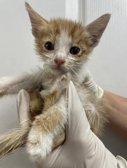 A baby small-sized male Domestic Short Hair cat named Kenzo for adoption in Lawrenceville, GA