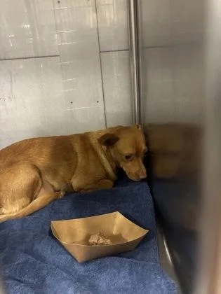 An adult small-sized female Chihuahua dog named Blanca for adoption in Fresno, CA
