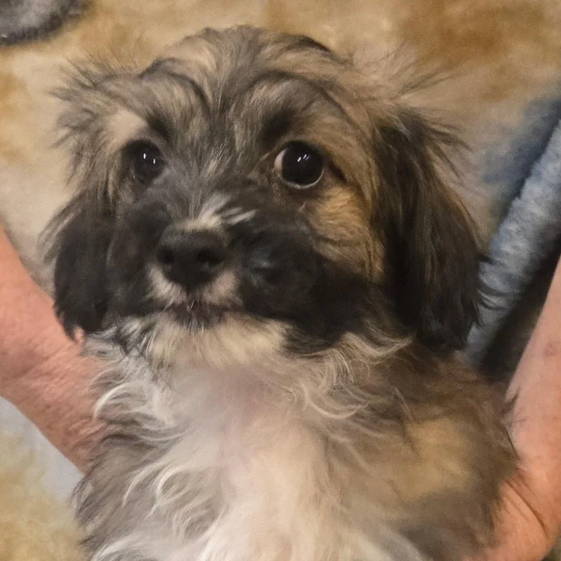 A baby small-sized male Tricolor (Brown, Black, & White) Maltese dog named Mr. Fluffy Fig for adoption in Ridgefield, WA