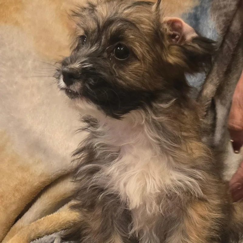 Mr. Fluffy Fig thumbnail 3