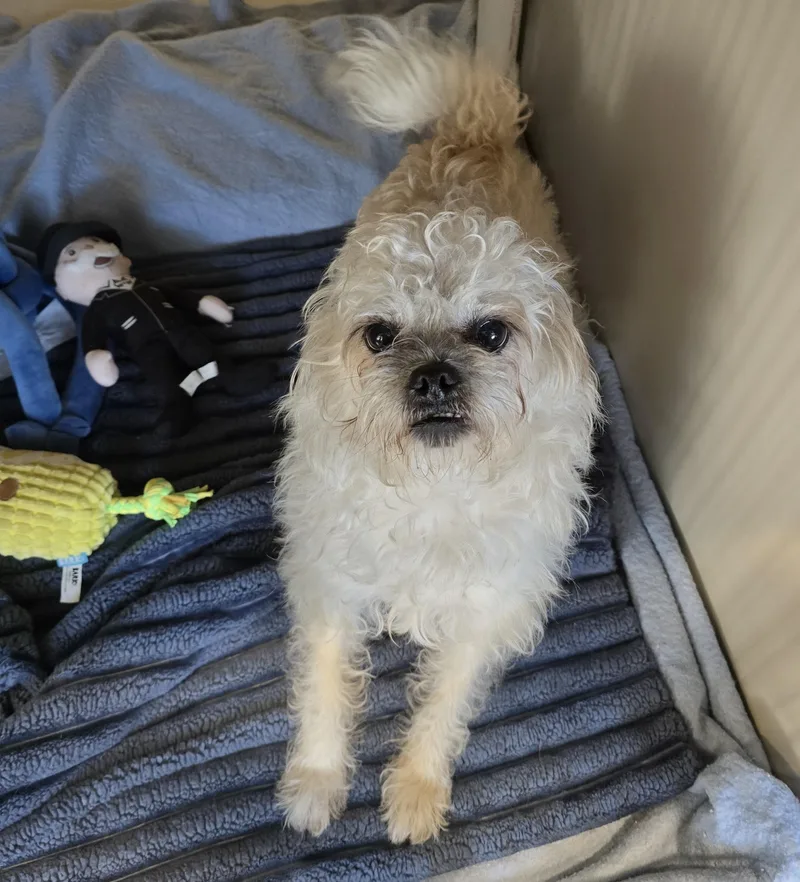An adult small-sized female Terrier dog named 26-191 for adoption in Amityville, NY