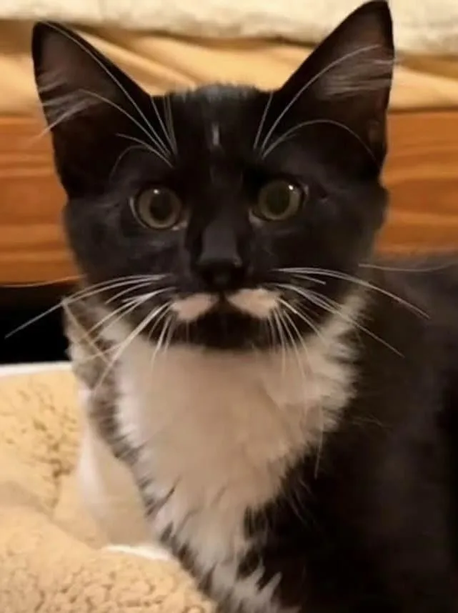 A baby medium-sized male Domestic Short Hair cat named Dr.Darby for adoption in Beacon, NY